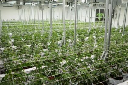 una-empresa-chaquena-exportara-cannabis-medicinal-a-nueva-zelanda-y-proyecta-nuevos-mercados-en-europa-y-canada
