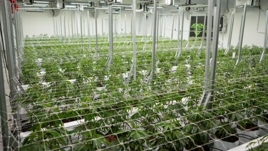 una-empresa-chaquena-exportara-cannabis-medicinal-a-nueva-zelanda-y-proyecta-nuevos-mercados-en-europa-y-canada