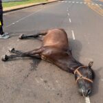 murio-un-caballo-tras-desplomarse-sobre-una-avenida-en-posadas
