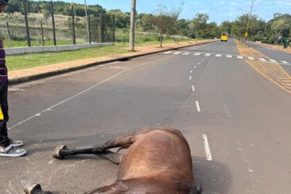 murio-un-caballo-tras-desplomarse-sobre-una-avenida-en-posadas