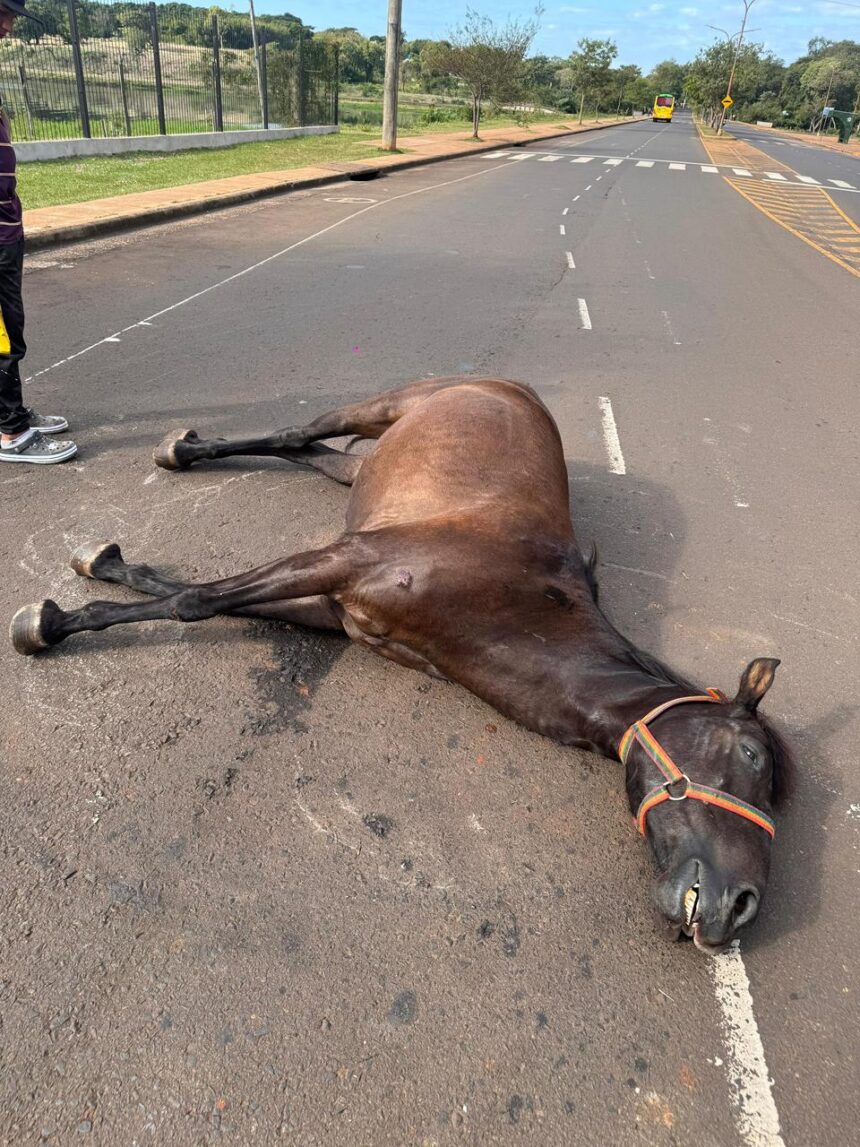 murio-un-caballo-tras-desplomarse-sobre-una-avenida-en-posadas