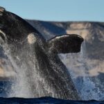 las-primeras-ballenas-ya-se-dejan-ver-en-el-golfo-nuevo-de-puerto-madryn