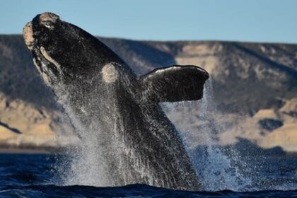 las-primeras-ballenas-ya-se-dejan-ver-en-el-golfo-nuevo-de-puerto-madryn