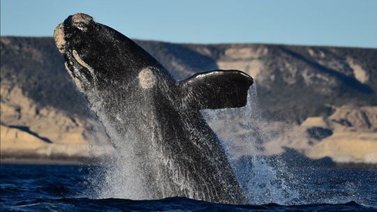 las-primeras-ballenas-ya-se-dejan-ver-en-el-golfo-nuevo-de-puerto-madryn
