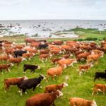 un-rebano-de-vacaciones-fue-abandonado-hace-130-anos-en-una-isla-desierta,-y-un-estudio-genetico-dejo-sorprendidos-a-los-cientificos.