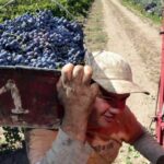 vitivinicultura:-la-cosecha-cayo-10%-y-los-productores-alertan-por-los-bajos-precios