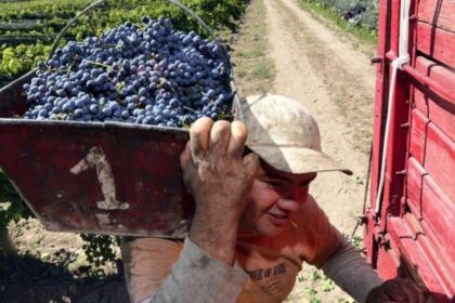 vitivinicultura:-la-cosecha-cayo-10%-y-los-productores-alertan-por-los-bajos-precios