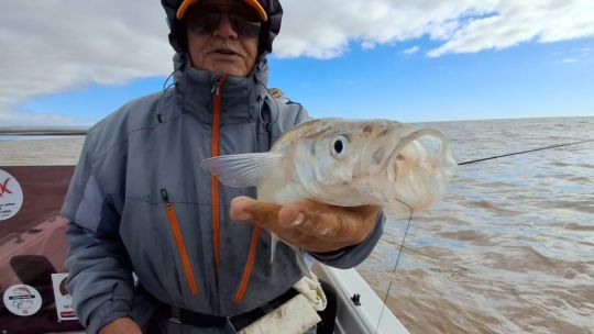 aparecen-los-gran-berisso-en-el-rio-de-la-plata