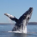 denuncian-que-el-millonario-acuerdo-europeo-por-el-gas-de-rio-negro-podria-amenazar-a-las-ballenas-en-chubut