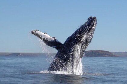 denuncian-que-el-millonario-acuerdo-europeo-por-el-gas-de-rio-negro-podria-amenazar-a-las-ballenas-en-chubut