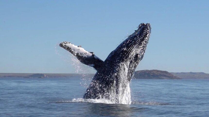 denuncian-que-el-millonario-acuerdo-europeo-por-el-gas-de-rio-negro-podria-amenazar-a-las-ballenas-en-chubut