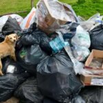 basura,-ratas-y-oscuridad:-estalla-la-bronca-vecinal-en-la-plata-tras-la-municipalizacion-de-la-recoleccion