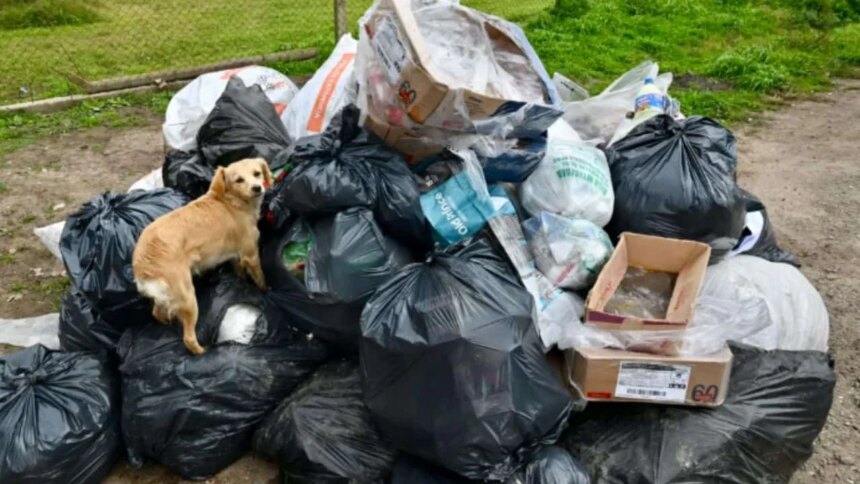 basura,-ratas-y-oscuridad:-estalla-la-bronca-vecinal-en-la-plata-tras-la-municipalizacion-de-la-recoleccion