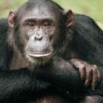 estudio-revela-que-los-chimpances-tienen-circulos-de-amigos-como-los-humanos