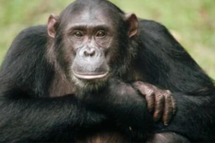 estudio-revela-que-los-chimpances-tienen-circulos-de-amigos-como-los-humanos