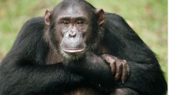 estudio-revela-que-los-chimpances-tienen-circulos-de-amigos-como-los-humanos