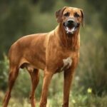 fallo-ejemplar:-millonaria-condena-a-los-duenos-de-perros-rodesianos-que-ataco-a-una-motociclista