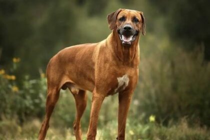 fallo-ejemplar:-millonaria-condena-a-los-duenos-de-perros-rodesianos-que-ataco-a-una-motociclista