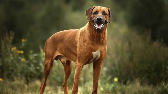 fallo-ejemplar:-millonaria-condena-a-los-duenos-de-perros-rodesianos-que-ataco-a-una-motociclista