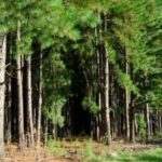 el-monocultivo-forestal-al-banquillo