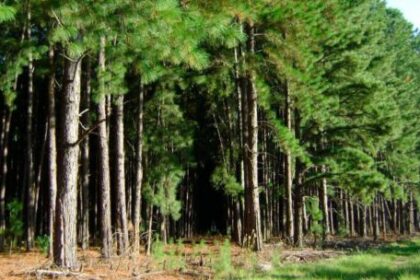 el-monocultivo-forestal-al-banquillo