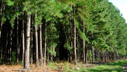 el-monocultivo-forestal-al-banquillo