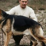 chonino,-el-ovejero-aleman-que-transformo-el-deber-en-leyenda-y-origino-el-dia-nacional-del-perro-en-argentina
