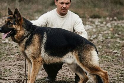 chonino,-el-ovejero-aleman-que-transformo-el-deber-en-leyenda-y-origino-el-dia-nacional-del-perro-en-argentina