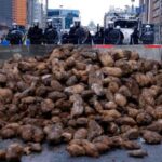 agricultores-europeos-tiran-cosechas-enteras-de-papas-por-falta-de-compradores
