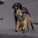 la-atacaron-tres-perros-mientras-andaba-en-moto,-ahora-los-duenos-deberan-pagarle-una-suma-millonaria
