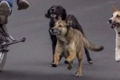 la-atacaron-tres-perros-mientras-andaba-en-moto,-ahora-los-duenos-deberan-pagarle-una-suma-millonaria