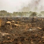 declaran-“ecocidio”-al-modelo-forestal-que-transformo-mas-de-500-mil-hectareas-en-corrientes
