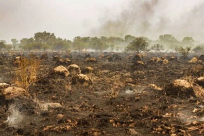 declaran-“ecocidio”-al-modelo-forestal-que-transformo-mas-de-500-mil-hectareas-en-corrientes