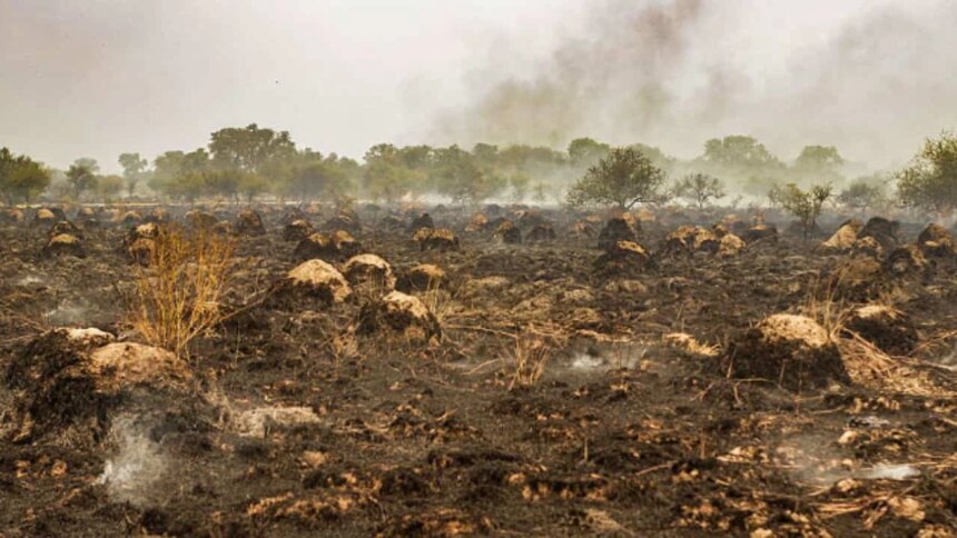 declaran-“ecocidio”-al-modelo-forestal-que-transformo-mas-de-500-mil-hectareas-en-corrientes