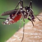 ¿google-hace-ciencia?:-por-que-va-a-liberar-millones-de-mosquitos-para-eliminar-enfermedades-globales