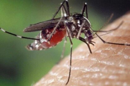 ¿google-hace-ciencia?:-por-que-va-a-liberar-millones-de-mosquitos-para-eliminar-enfermedades-globales