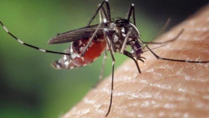 ¿google-hace-ciencia?:-por-que-va-a-liberar-millones-de-mosquitos-para-eliminar-enfermedades-globales