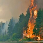 crearon-unos-pequenos-sensores-para-arboles-que-buscan-evitar-nuevas-tragedias-por-incendios-forestales