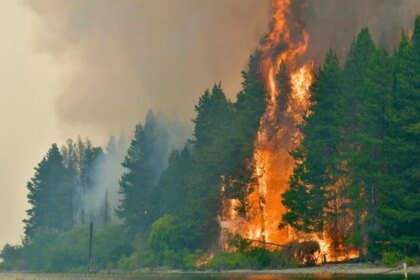 crearon-unos-pequenos-sensores-para-arboles-que-buscan-evitar-nuevas-tragedias-por-incendios-forestales