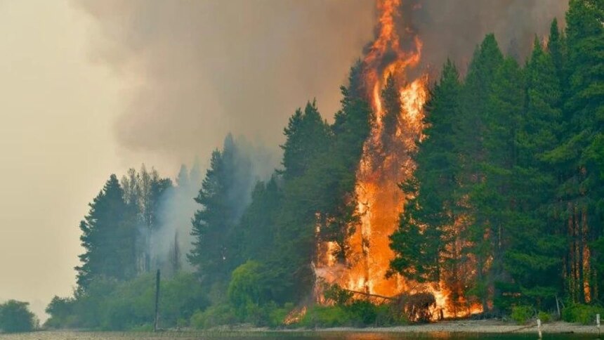 crearon-unos-pequenos-sensores-para-arboles-que-buscan-evitar-nuevas-tragedias-por-incendios-forestales