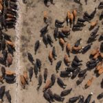 la-hacienda-encerrada-en-feedlots-alcanzo-un-volumen-historico:-¿se-viene-un-aluvion-de-oferta?