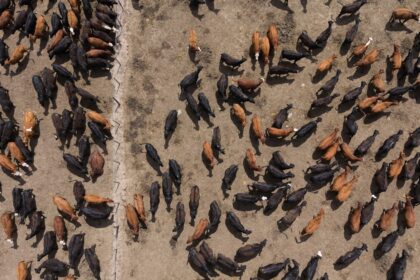 la-hacienda-encerrada-en-feedlots-alcanzo-un-volumen-historico:-¿se-viene-un-aluvion-de-oferta?