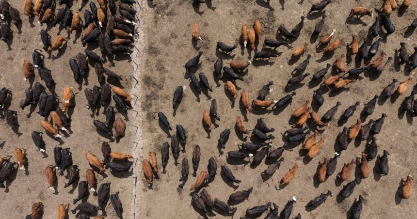 la-hacienda-encerrada-en-feedlots-alcanzo-un-volumen-historico:-¿se-viene-un-aluvion-de-oferta?