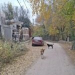 investigan-el-hallazgo-de-un-craneo-humano-en-el-patio-de-una-casa-en-cordoba.