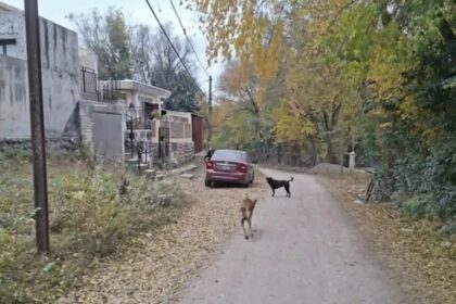 investigan-el-hallazgo-de-un-craneo-humano-en-el-patio-de-una-casa-en-cordoba.