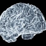 un-estudio-realizado-por-cientificos-brasilenos-hallo-microplasticos-en-el-tejido-cerebral-de-cadaveres