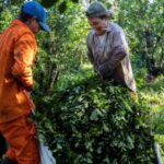 tras-quitarle-el-primer-lugar-del-ranking-mundial-a-brasil-en-2025,-las-exportaciones-de-yerba-mate-siguieron-creciendo-y-se-encaminan-a-un-nuevo-record-este-ano