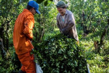 tras-quitarle-el-primer-lugar-del-ranking-mundial-a-brasil-en-2025,-las-exportaciones-de-yerba-mate-siguieron-creciendo-y-se-encaminan-a-un-nuevo-record-este-ano