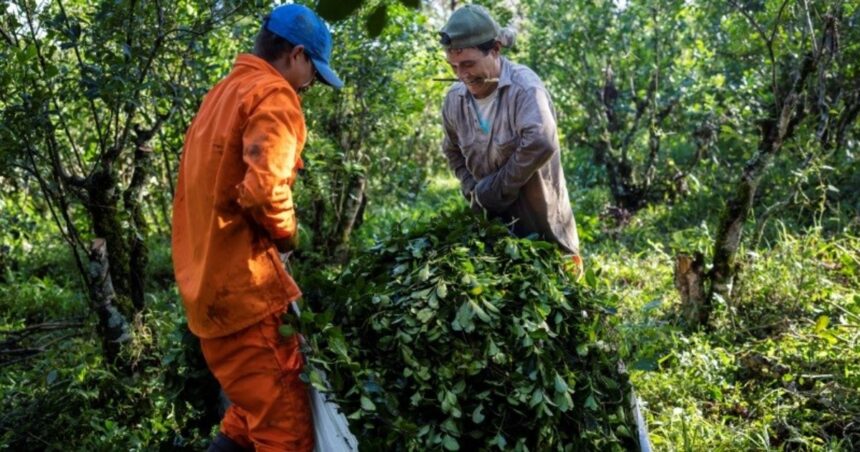 tras-quitarle-el-primer-lugar-del-ranking-mundial-a-brasil-en-2025,-las-exportaciones-de-yerba-mate-siguieron-creciendo-y-se-encaminan-a-un-nuevo-record-este-ano