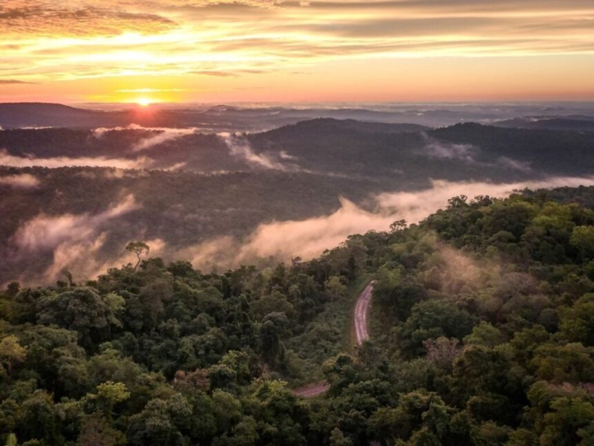 misiones-busca-blindar-su-selva-con-un-escudo-satelital-de-avanzada